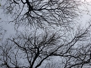 tree branches against blue sky