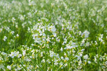 Fototapeta premium Field(Raphanus sativus var. oleiformis) texture raphanus sativus var. oleiformis with blue backgroud, Field with oil radish, Close up of radish flower . Radish plant flowers. wild rad