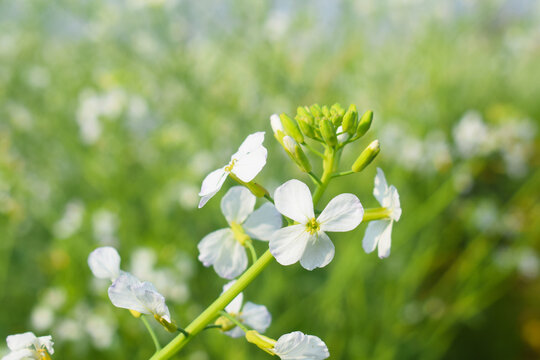 Field(Raphanus sativus var. oleiformis) texture raphanus sativus var. oleiformis with blue backgroud, Field with oil radish, Close up of radish flower . Radish plant flowers. wild rad