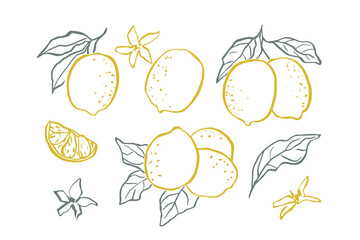 Line art lemon branches collection
