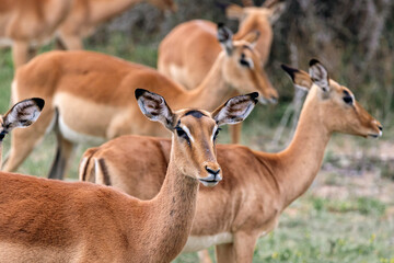 group of impala females in wild nature. African savanna, Kruger National Park, South Africa