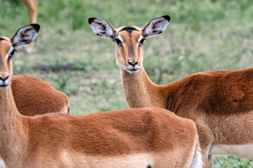Beautiful impala female in wild nature. African savanna, Kruger National Park, South Africa