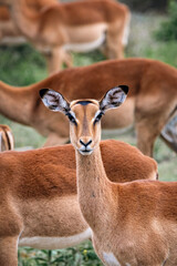 Beautiful impala female in wild nature. African savanna, Kruger National Park, South Africa