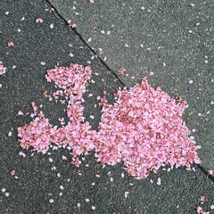 team locomotive made of cherry blossoms