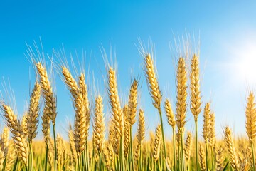 Fototapeta premium Golden Wheat Field with Blue Sky on a Sunny Summer Day