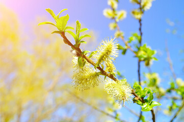 Obraz premium Spring colorful natural landscape. Yellow fluffy buds of willow on the background of the blue sky in sunshine. Focus at the central buds. Shallow depth of field