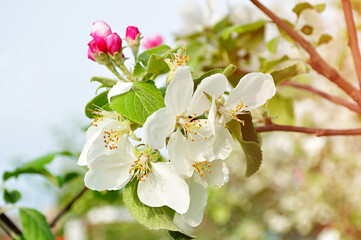 Spring apple flowers in blossom lit by soft sunlight- spring floral background. Apple tree branch in the spring garden
