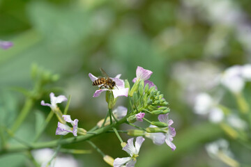 Honeybee on raphanus caudatus (rat-tail radish)