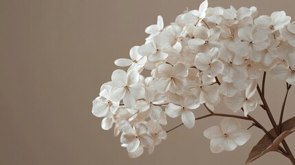 Delicate white hydrangeas softly illuminated against a muted brown background create a serene and peaceful mood. AI Generated