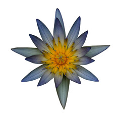 Stunning blue water lily, isolated on white. Perfect for adding a touch of elegance to your designs
