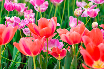 Fototapeta premium Vibrant Coral Tulips in Bloom , Close-up Spring Flowers.