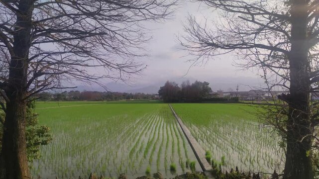 Paddy fields with transplanted seedlings in Yilan County, Taiwan