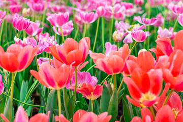 Vibrant Coral Tulips in Bloom , Close-up Spring Flowers.