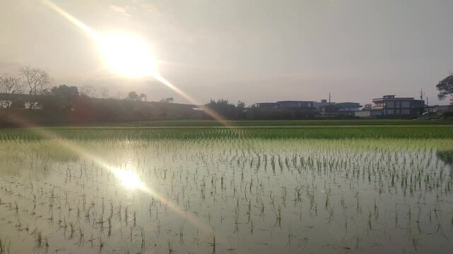 Paddy fields with transplanted seedlings in Yilan County, Taiwan