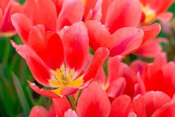 Fototapeta premium Vibrant Coral Tulips in Bloom , Close-up Spring Flowers.