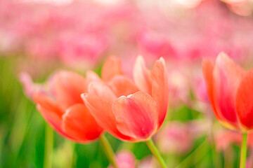 Fototapeta premium Vibrant Coral Tulips in Bloom , Close-up Spring Flowers.