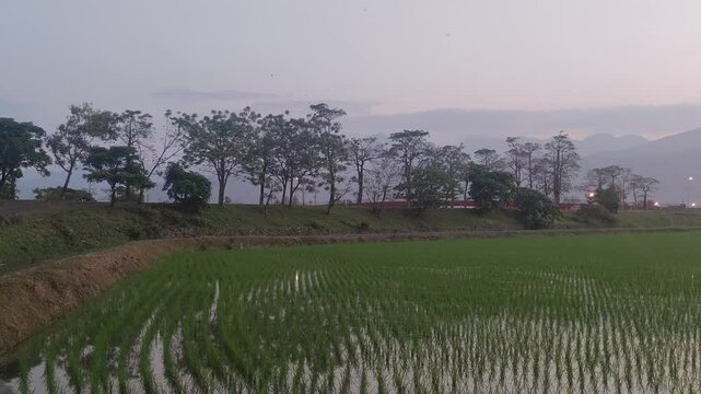 Paddy fields with transplanted seedlings in Yilan County, Taiwan