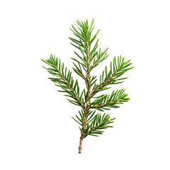 Fototapeta premium A vibrant green spruce twig isolated on black background showcasing nature's beauty and tranquility