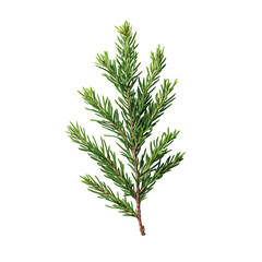 Fototapeta premium Lush Green Spruce Sprig Nature's Beauty Isolated on Black Background