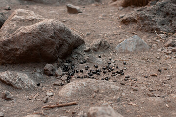 Animal droppings scattered on dry rocky ground in Tenerife wilderness