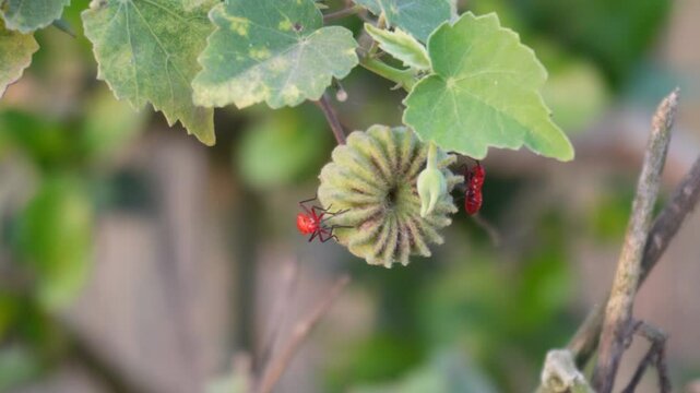 Two red Berry bugs are crawling on the seed pod of the Abutilon indicum