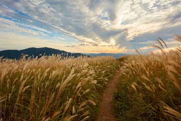日本の奈良県葛城山上のススキ
