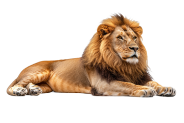 Majestic lion resting peacefully in a serene pose
