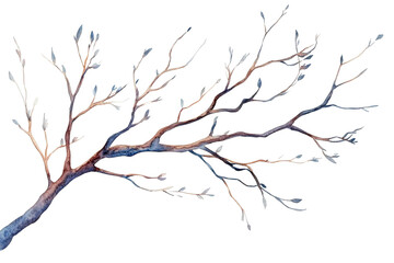 Watercolor branch with delicate leaves on clear bg