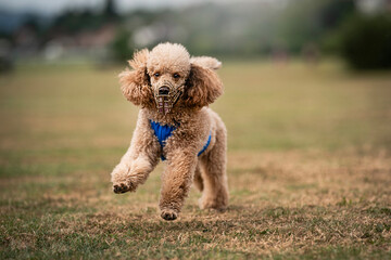 poodle in a dog racing (coursing)
