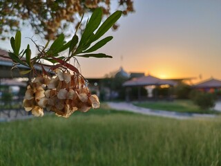 wild flower in the sunset