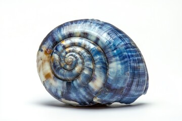 A detailed view of a shell on a white background, great for scientific or educational uses