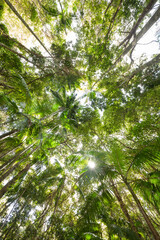 Fototapeta premium Mount-Jerusalem-Nationalpark Palmen / Ficus / Eukalyptus wald. Subtropischer Regenwald an der Ostküste Australiens in New South Wales.