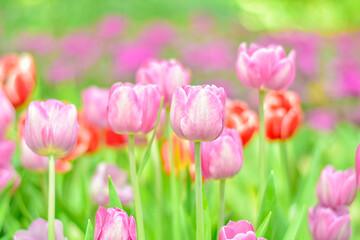 Fototapeta premium Close-up beautiful pink tulip flower in a flower field , springtime.