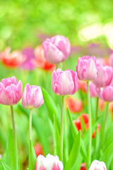 Fototapeta premium Close-up beautiful pink tulip flower in a flower field , springtime.