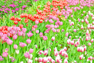 Close-up beautiful pink tulip flower in a flower field , springtime.