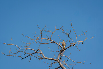 White eyed buzzard or Butastur teesa perched on tree branch in natural blue sky background at kanha national park forest tiger reserve madhya pradesh india
