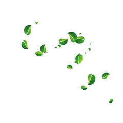 Swamp Greens Swirl Vector White Background. Fly