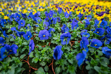 pansies - flowers in the spring garden planting - care and ideal conditions
