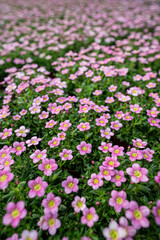 Naklejka premium Saxifraga bryoides -white and pink flowers blooming - frost resistant