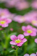 Fototapeta premium Mossy saxifrage -white and pink flowers - rock plant 