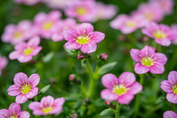 Saxifraga bryoides -white and pink flowers blooming - frost resistant