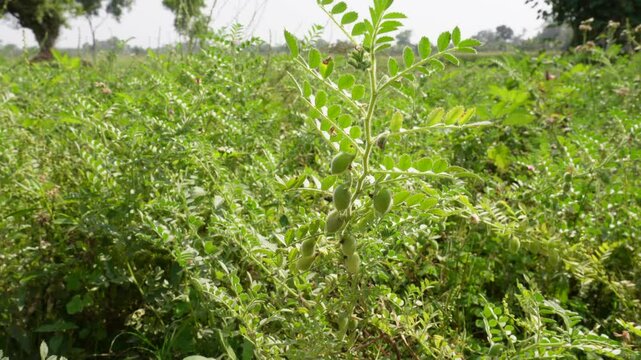 The stem of the lentil plant full with tiny leaves and seed pods swaying against the mild breeze