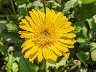 A vibrant yellow gerbera daisy, showcasing its numerous, delicate petals.