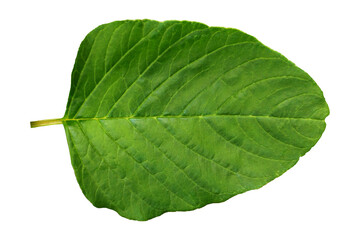Single Green Amaranth Leaves or Spinach leaf Isolated on Transparent Background