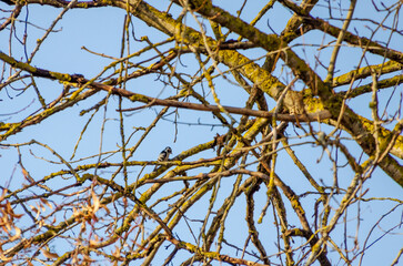 A small woodpecker perched quietly among tangled branches under clear blue sky. woodpecker resting, calm mood, telephoto shot, elevated angle, forest canopy, nature's tranquility captured.