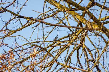 A small woodpecker perched quietly among tangled branches under clear blue sky. woodpecker resting, calm mood, telephoto shot, elevated angle, forest canopy, nature's tranquility captured.