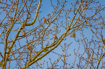 A flock of small birds, Hawfinch  (Coccothraustes) resting peacefully on budding branches in springtime. Birds perched, calm mood, telephoto shot, eye-level angle, springtime tree, tranquil nature 