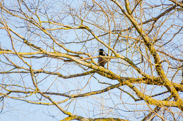 A solitary crow perched among twisted branches bathed in golden sunlight glow. Calm crow resting, serene mood, telephoto shot, elevated position, natural setting, peaceful solitude concept.