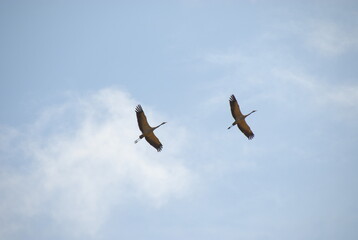 Cranes flying in the sky