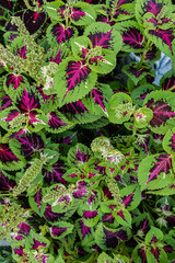 Bright Purple and Green Foliage of Coleus.